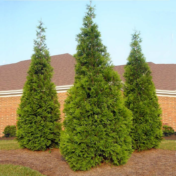 thuja smaragd 160 cm Thuja Occidentalis Emerald Root Ball 140-160cm — Grasslands Nursery main image 1
