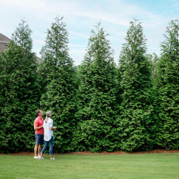 Thuja Green Giant (Thuja plicata x standishii) AVAILABLE TODAY | Southern  Bloom & Garden